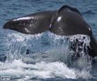 Ουρά φάλαινας